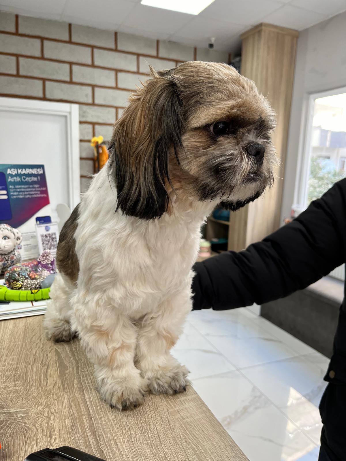 Aşı sonrası kontrolde bekleyen tüylü köpek hasta