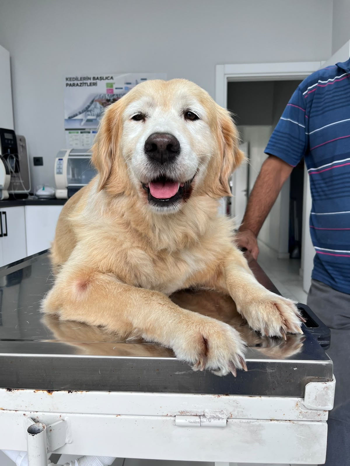 Muayene masasında bekleyen Golden Retriever