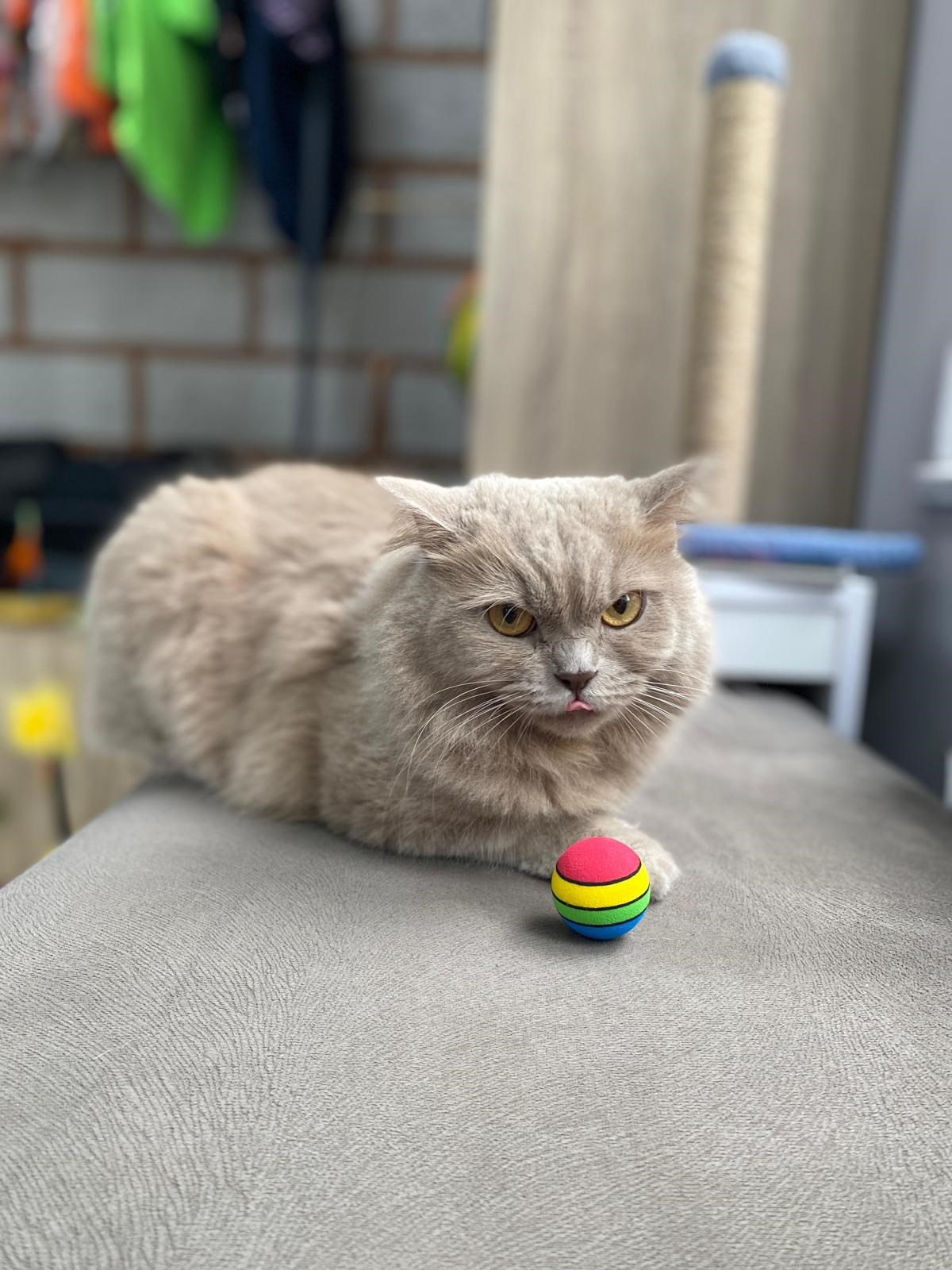 Muayene masasında oyun oynayan kedi hasta