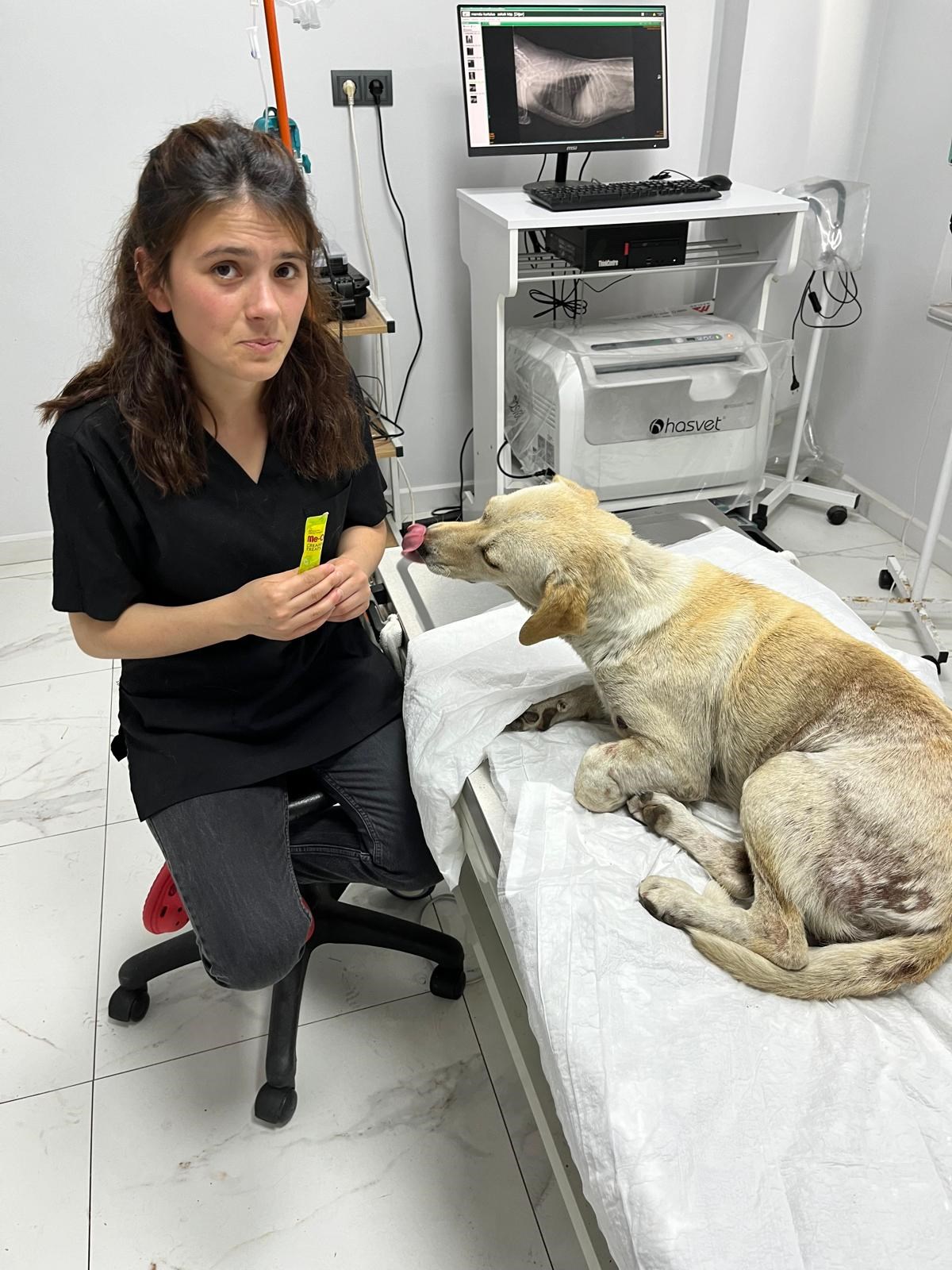 Barsvet ekibinden bir veteriner teknisyeni röntgen görüntüsü önünde hasta köpekle ilgileniyor