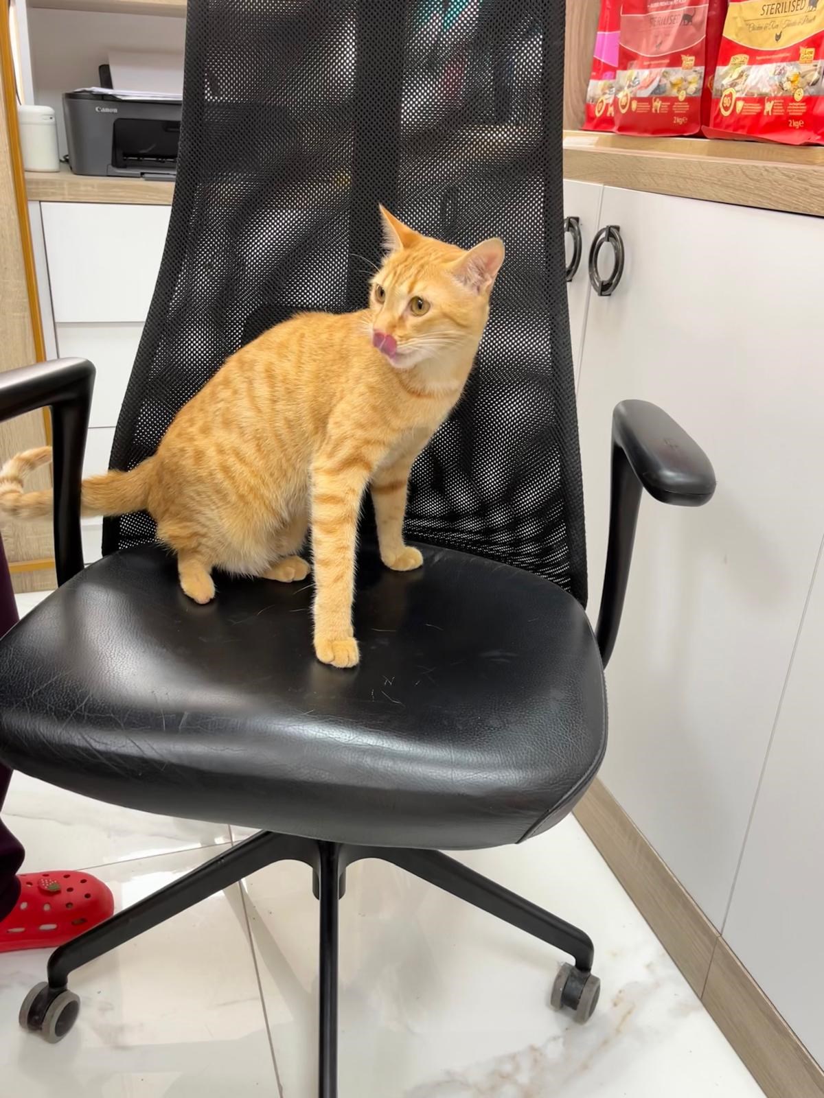 Klinik ofisinde dolaşan turuncu kedi