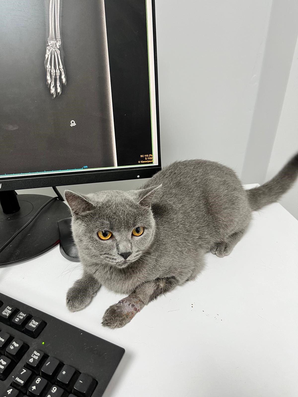 Bilgisayarlı röntgen monitörü önünde bekleyen kedi hasta