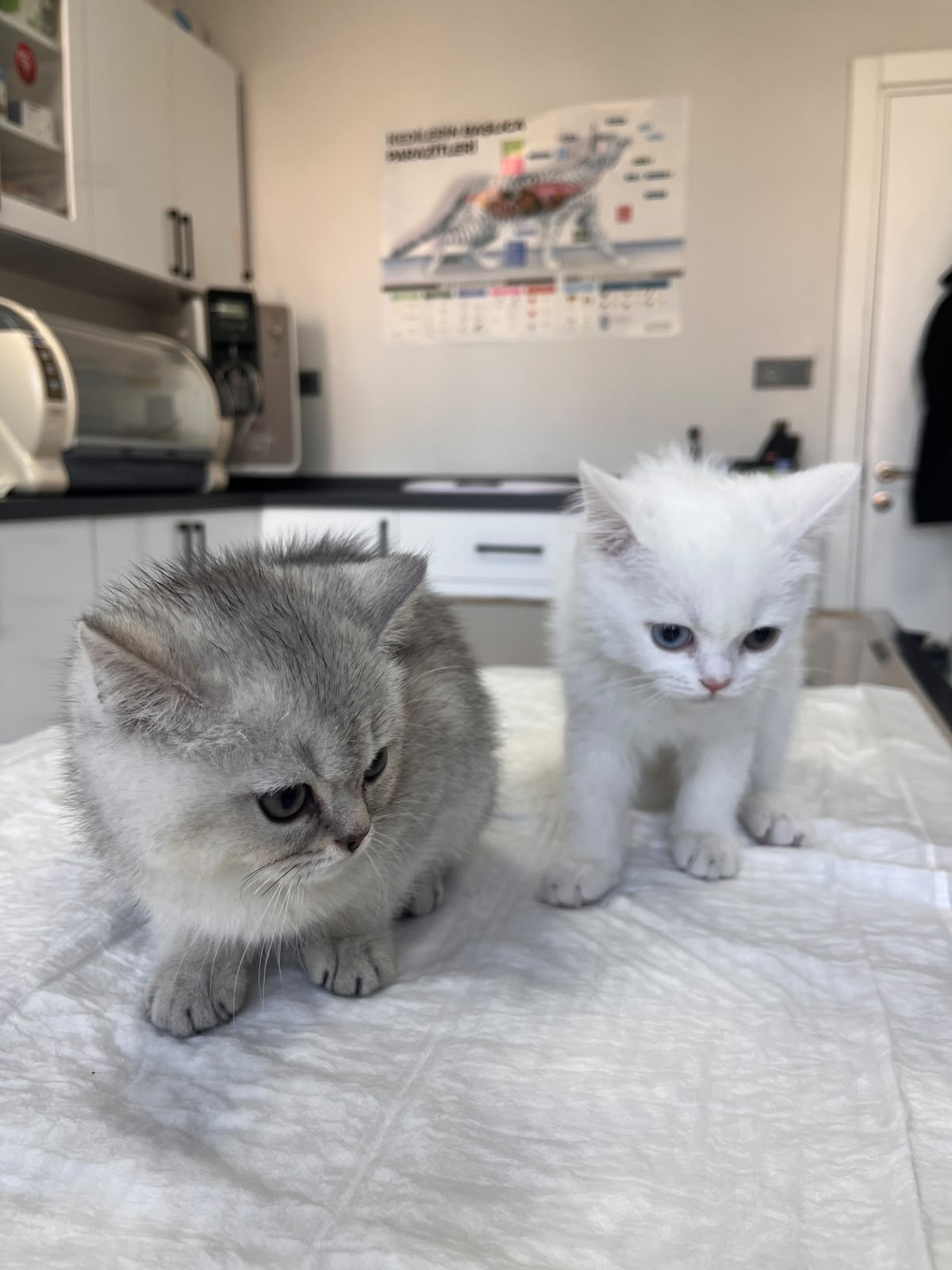 Muayene masasında iki yavru kedi